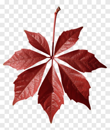 Red Leaf With Stem PNG