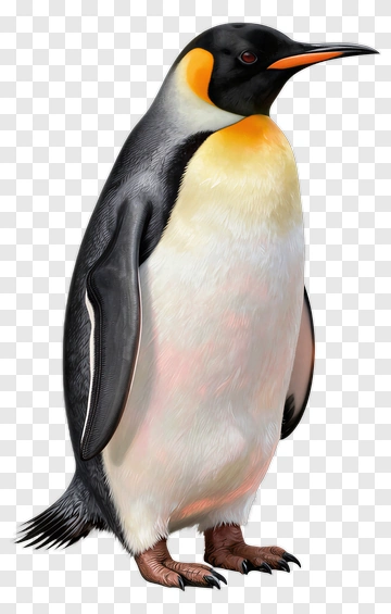 King Penguin PNG