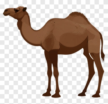 Cartoon Camel PNG