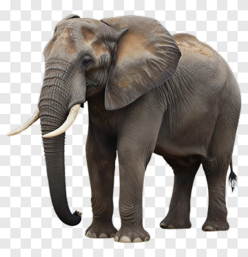 Elephant PNG