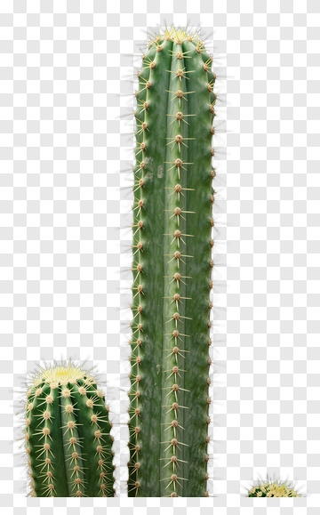 Tall Green Cactus With Spines PNG