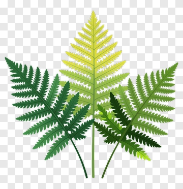 Fern PNG