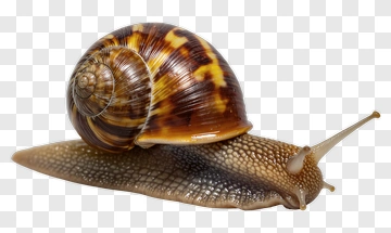 Snail With Patterned Shell PNG