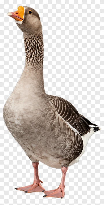 Gray Goose Standing PNG