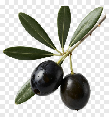 Olive Branch With Two Olives PNG