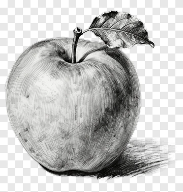Pencil Sketch Of An Apple With Leaf PNG