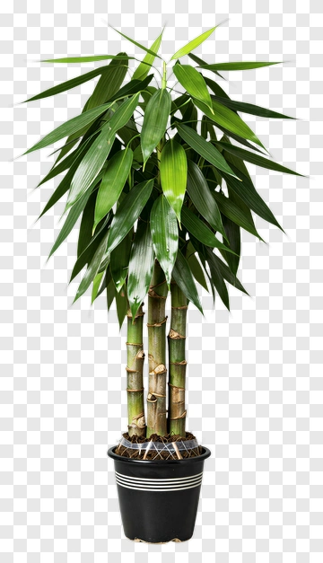 Bamboo Plant In Black Pot PNG