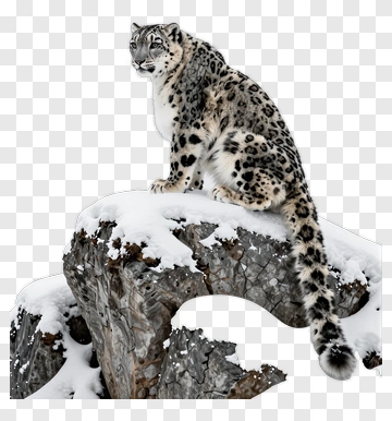 Snow Leopard On Rocky Outcrop PNG