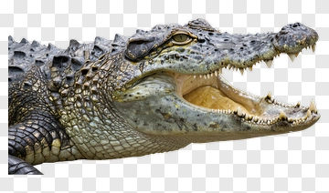 Alligator With Open Mouth PNG