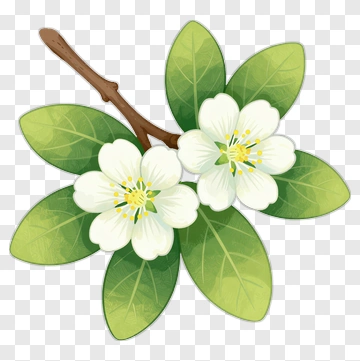 White Flower With Green Leaves PNG