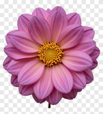 Pink Dahlia Flower PNG