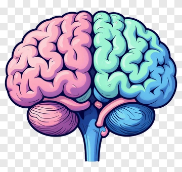 Illustrated Brain With Color-Coded Hemispheres PNG