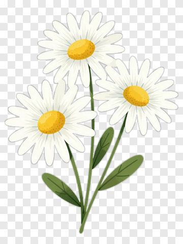 Three Daisy Flowers With Green Leaves PNG
