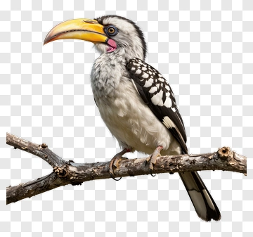 Hornbill Perched On Branch PNG