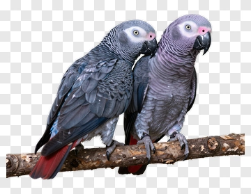 Two African Grey Parrots Perched Together PNG