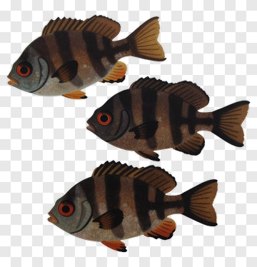 Three Striped Fish With Red Eyes PNG