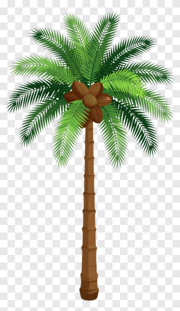 Palm Tree With Coconut PNG