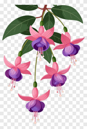 Fuchsia Flower Branch PNG