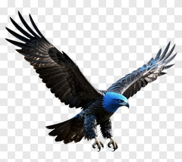 Eagle In Flight PNG