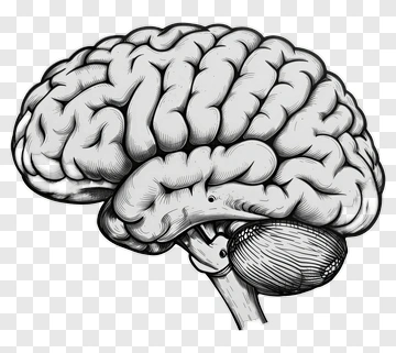 Hand Drawn Brain Illustration PNG