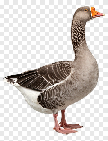 Goose PNG