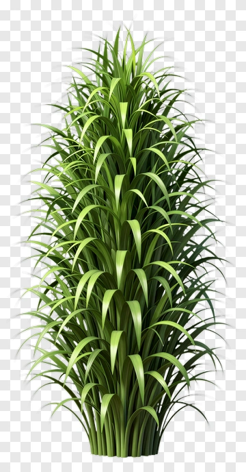 Tall Green Plant PNG