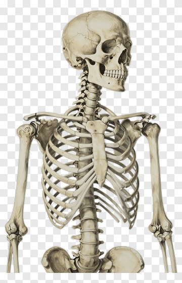 Human Skeleton PNG