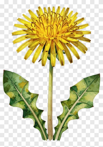 Dandelion With Green Leaves PNG