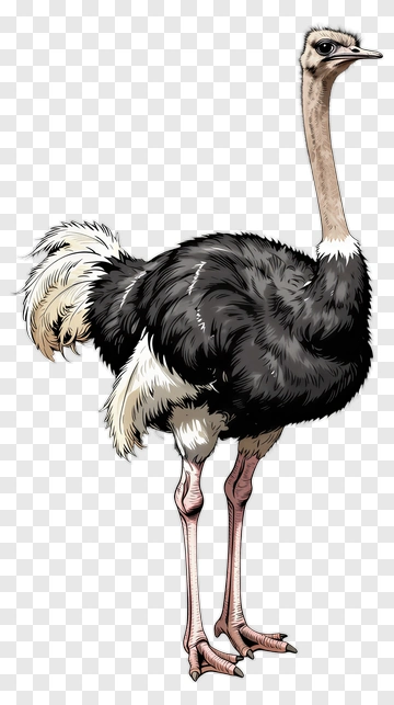 Ostrich With Detailed Feathers And Long Neck PNG