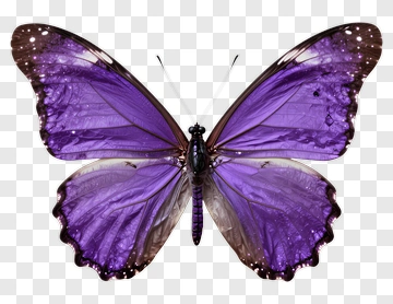 Purple Butterfly With Sparkling Wings PNG