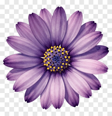 Purple Daisy With Yellow Center PNG