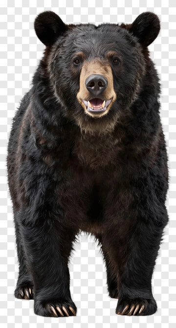 Black Bear Standing PNG