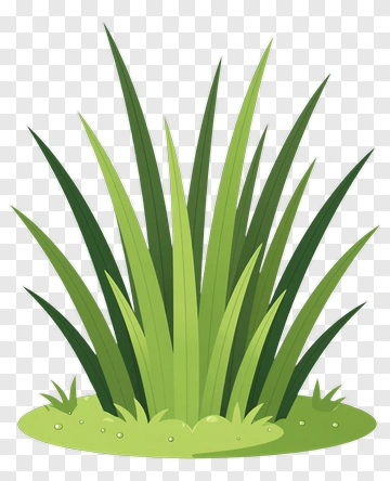 Green Grass Illustration PNG