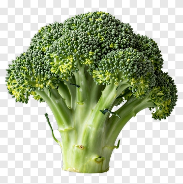 Fresh Broccoli PNG