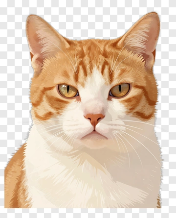 Orange And White Cat Portrait PNG