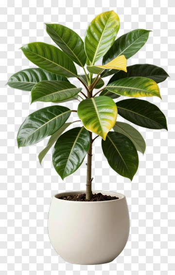 Fig Tree In White Pot PNG