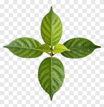 Leaf With Symmetrical Arrangement PNG