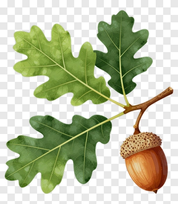 Oak Leaf And Acorn PNG