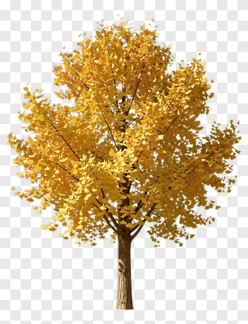 Autumn Ginkgo Tree With Golden Leaves PNG