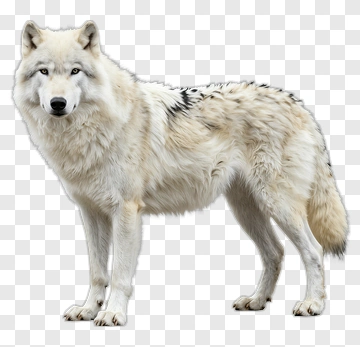 White Wolf Standing PNG