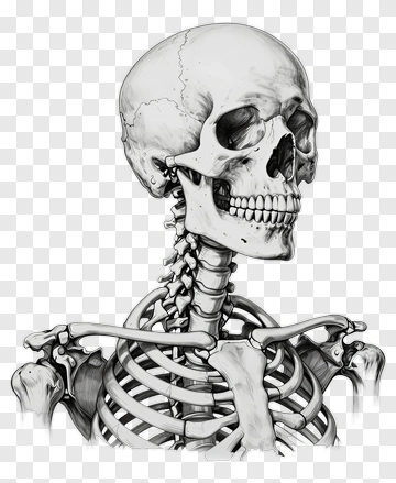 Human Skeleton In Detailed Sketch PNG
