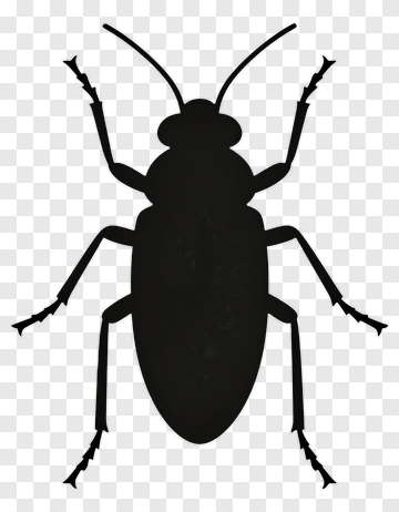 Black Beetle Silhouette PNG