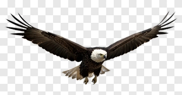 Eagle In Flight PNG