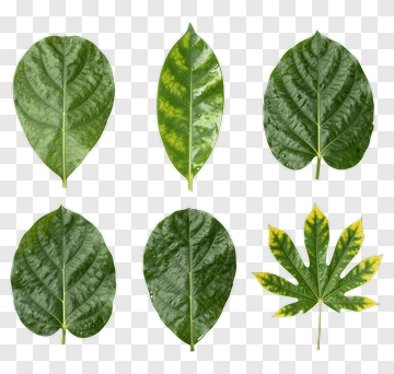 Six Different Types Of Leaves PNG
