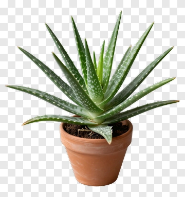 Aloe Vera Plant In Terracotta Pot PNG