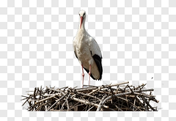 Stork Standing On Nest PNG