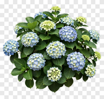 Blue Hydrangea Bloom PNG
