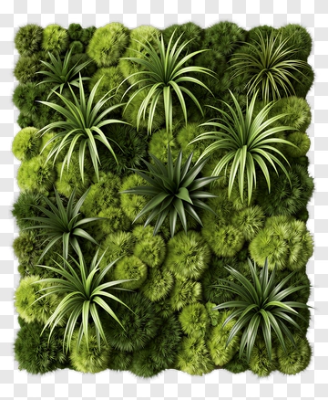Plant Wall With Air Plants And Moss PNG