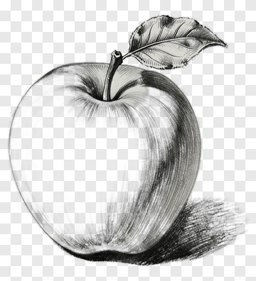 Pencil Sketch Of An Apple With Leaf PNG
