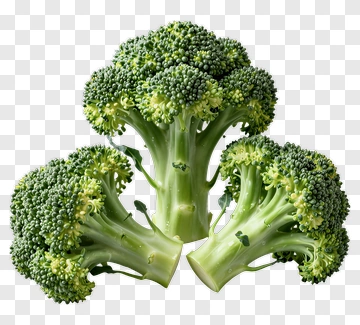 Fresh Broccoli PNG